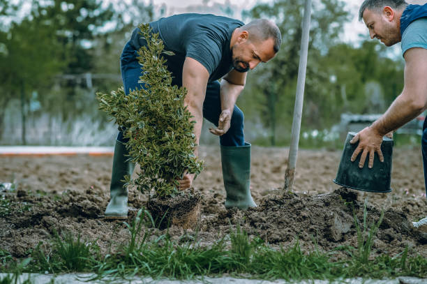 Professional Tree Services in Los Molinos, CA