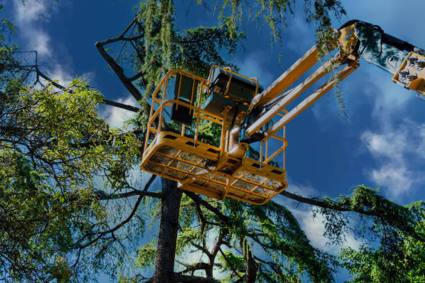 Leaf Removal in Los Molinos, CA